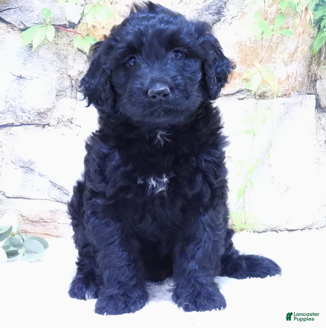Portuguese Water Dog dogs for sale: Sunny - Image 2