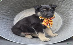 German Shepherd dogs for sale: Rusty - Image 1