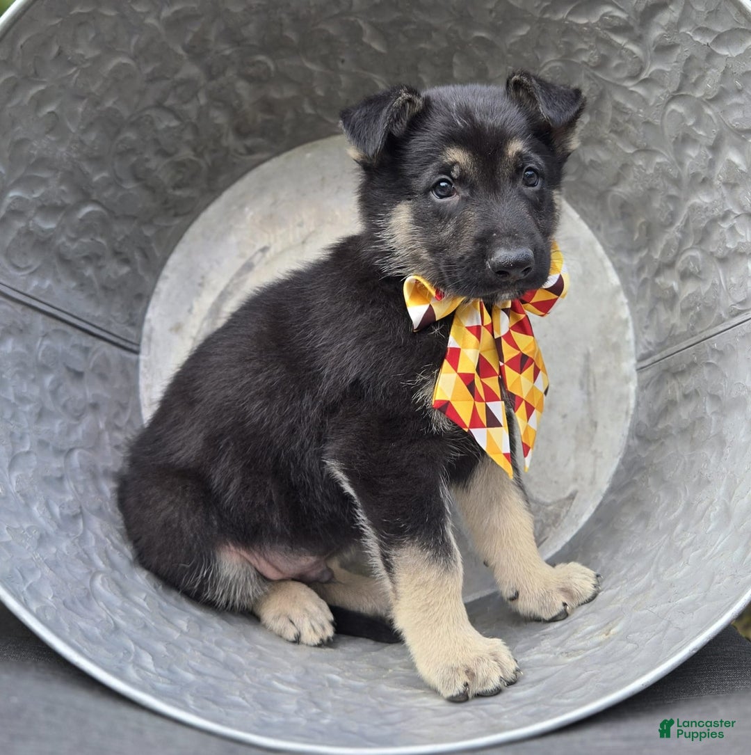 German Shepherd dogs for sale: Rusty - Image 1