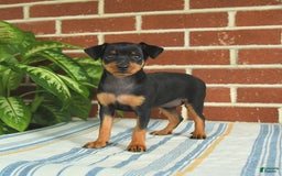 Miniature Pinscher dogs for sale: Jade - Image 1