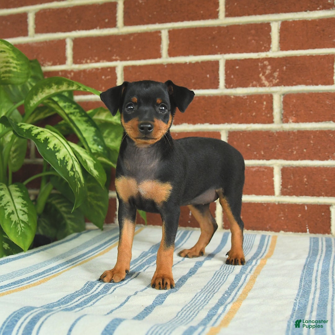 Miniature Pinscher dogs for sale: Jade - Image 1