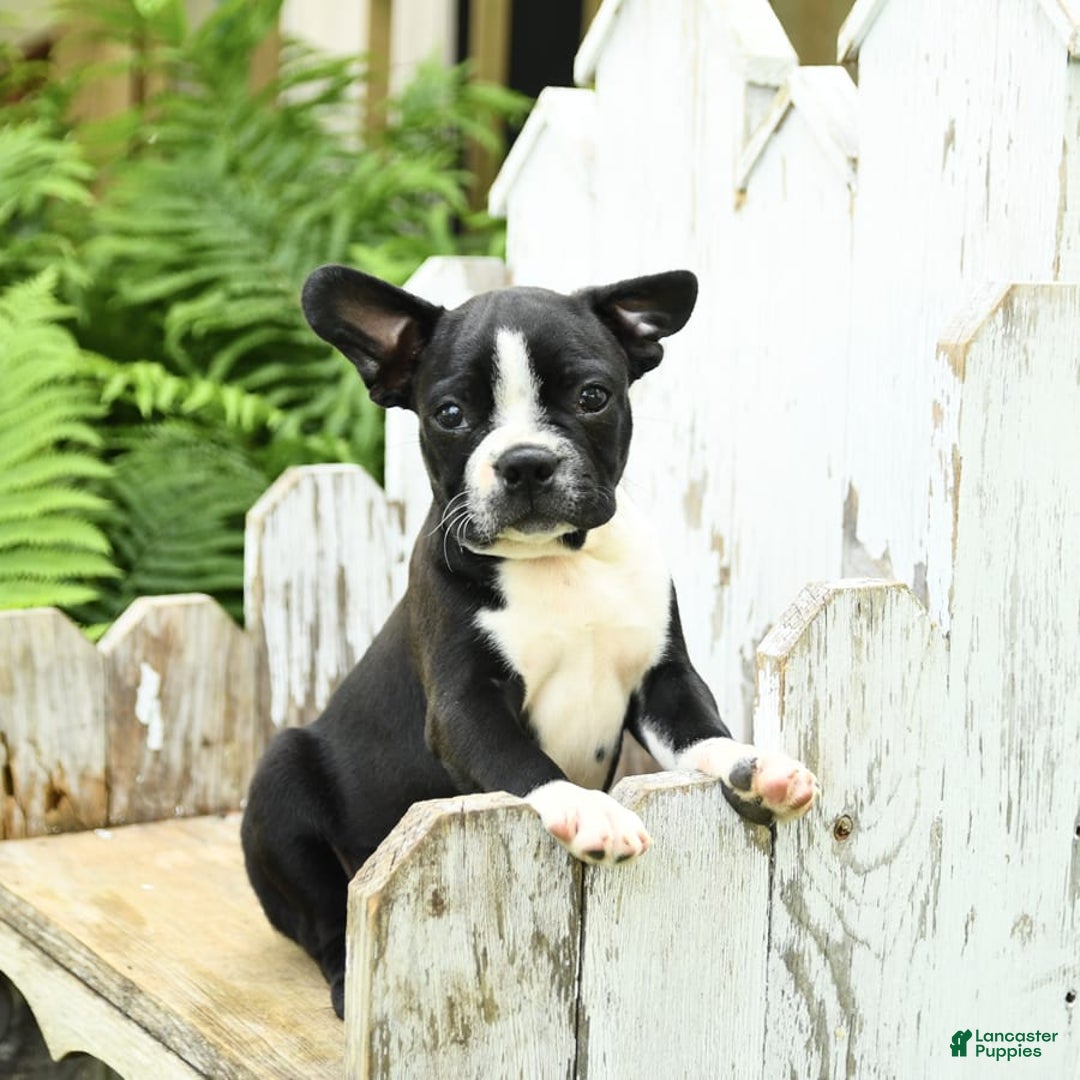 Boston Terrier dogs for sale: Boston Terrier 4 puppies - Image 2