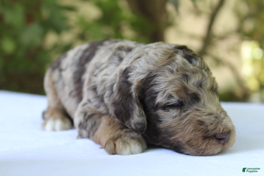 Standard Poodle dogs for sale: Denver Moyen - Image 11