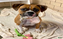 Boxer dogs for sale: Spencer - Image 11