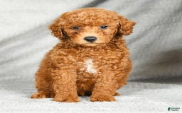 Miniature Poodle dogs for sale: Dusty - Image 3