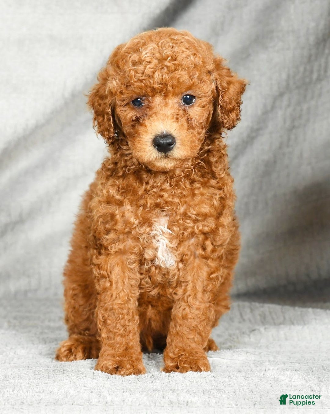 Miniature Poodle dogs for sale: Dusty - Image 3