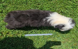 Old English Sheepdog dogs for sale: Flurry - Image 1