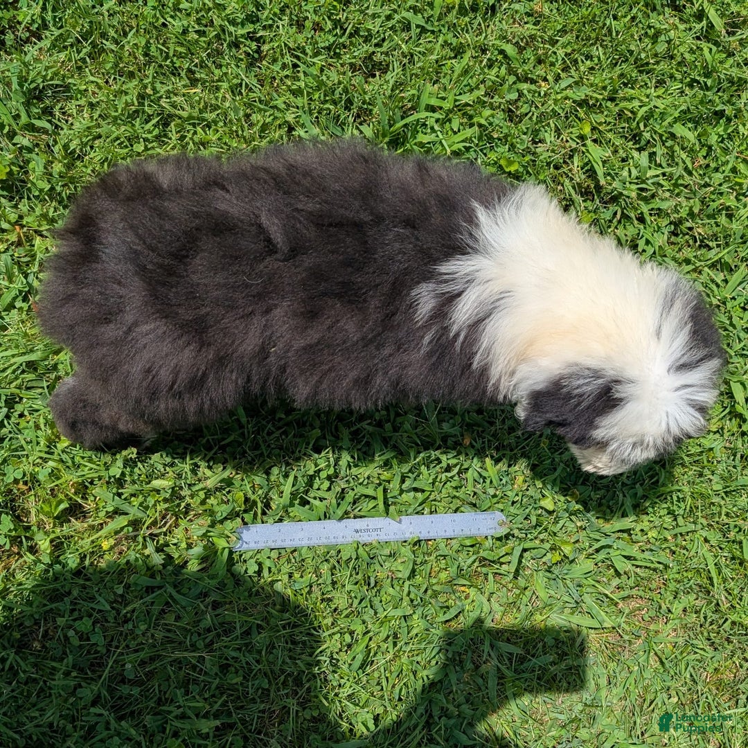 Old English Sheepdog dogs for sale: Flurry - Image 1