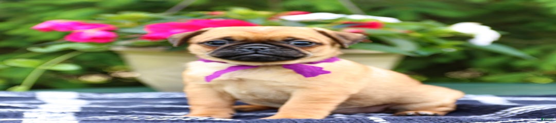 Peanut