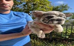 French Bulldog dogs for sale: Popeye - Image 4
