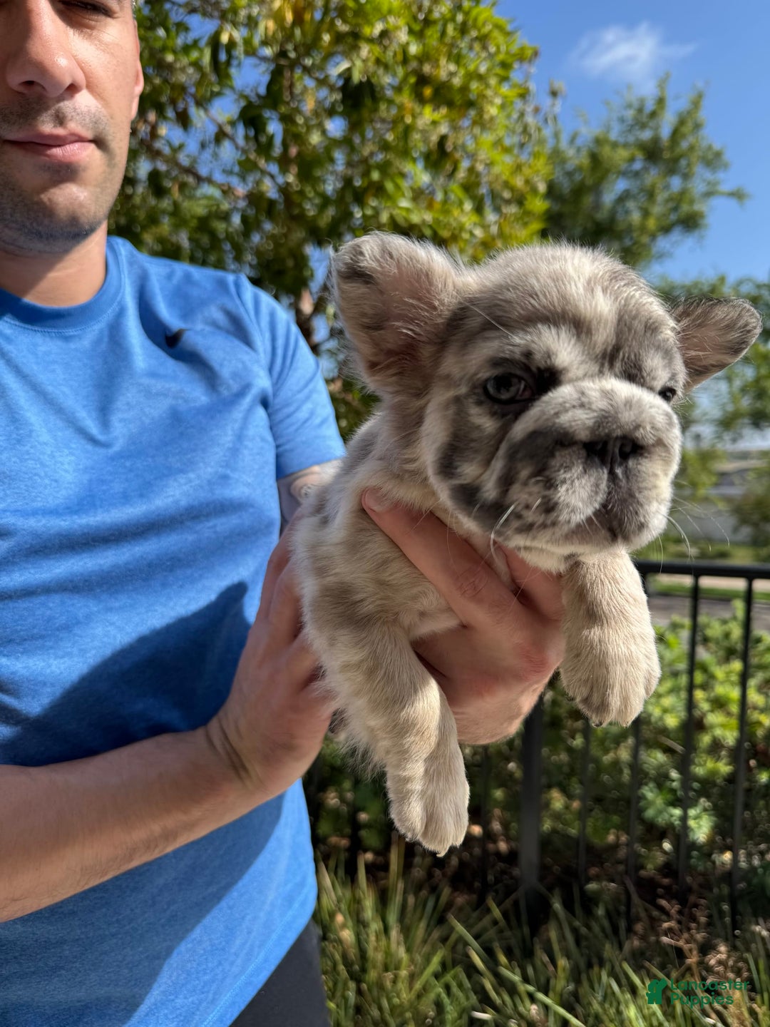 French Bulldog dogs for sale: Popeye - Image 4