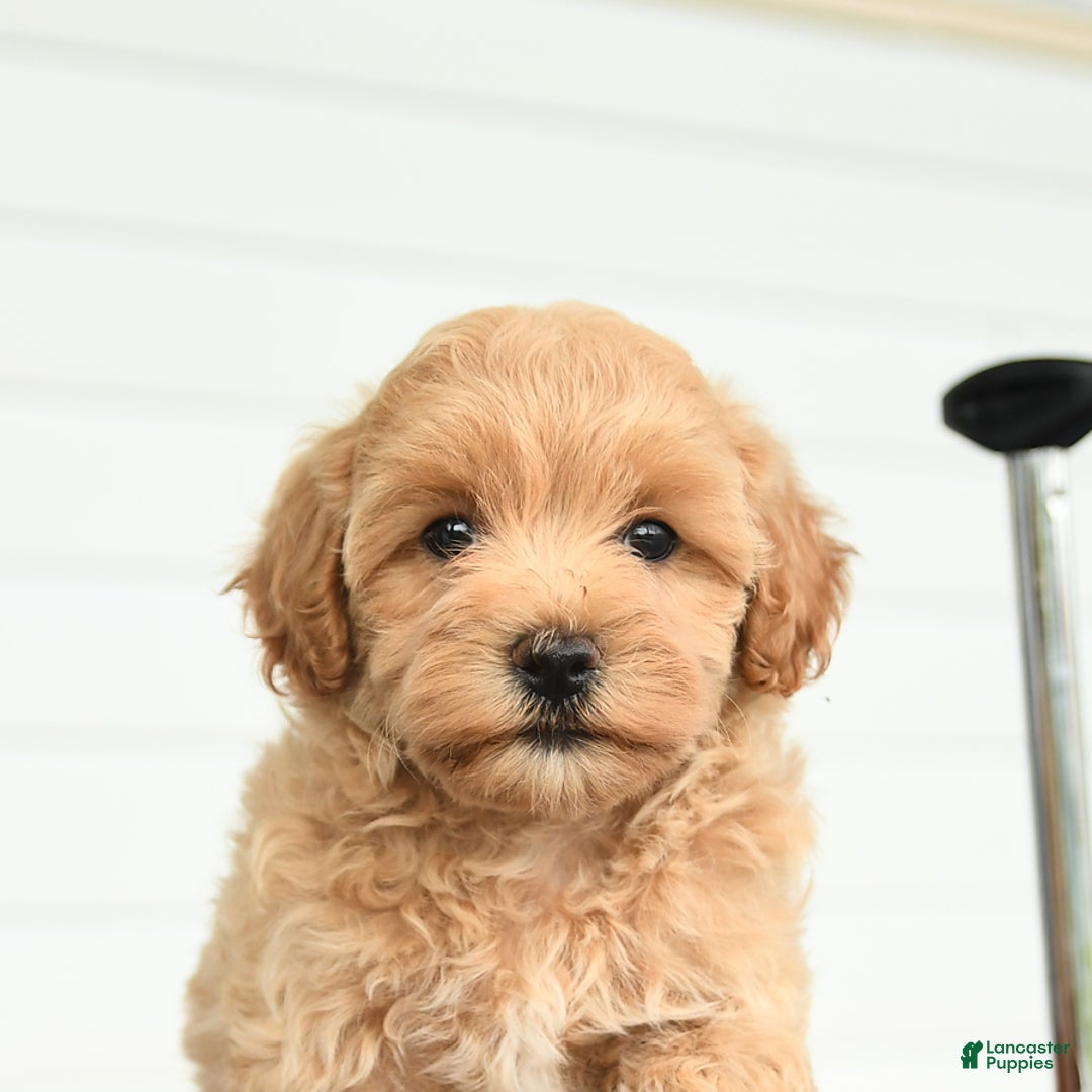 Maltipoo dogs for sale: Riley - Image 4