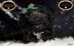 Miniature Poodle dogs for sale: Arnie - Image 4