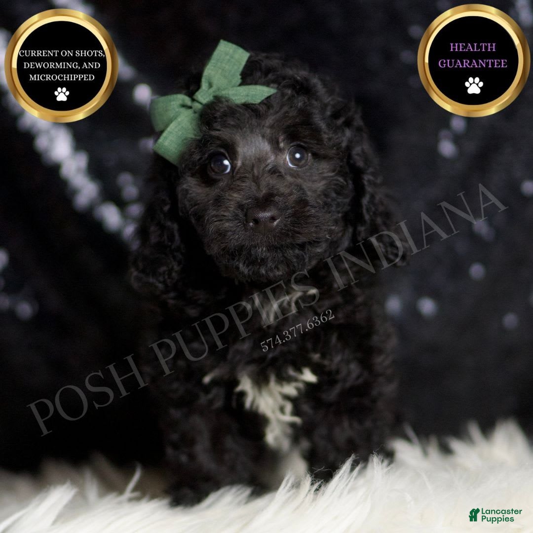 Miniature Poodle dogs for sale: Arnie - Image 4