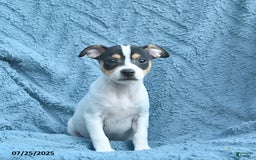 Toy Fox Terrier dogs for sale: Summer - Image 1