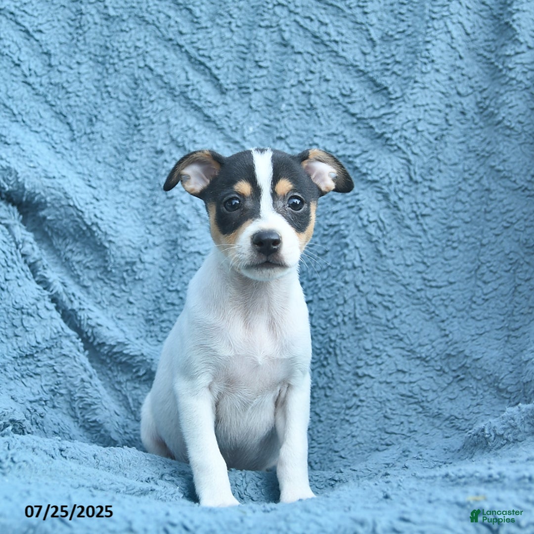 Toy Fox Terrier dogs for sale: Summer - Image 1