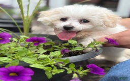 Bichon Frise dogs for sale: Buddy - Image 13
