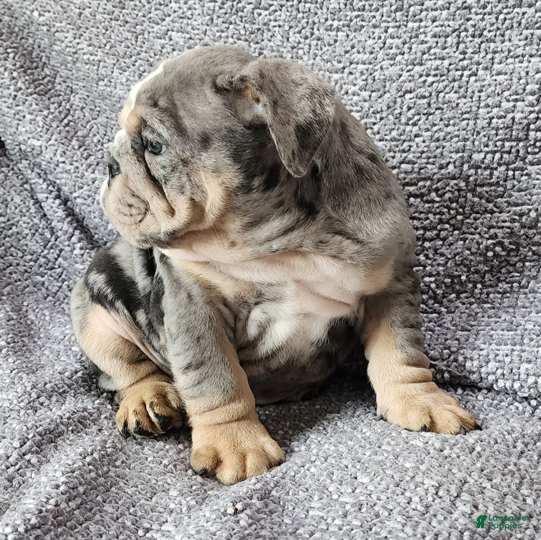 English Bulldog dogs for sale: Campbell - Image 8