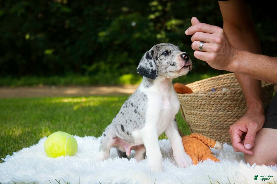 Great Dane dogs for sale: Duke - Image 4