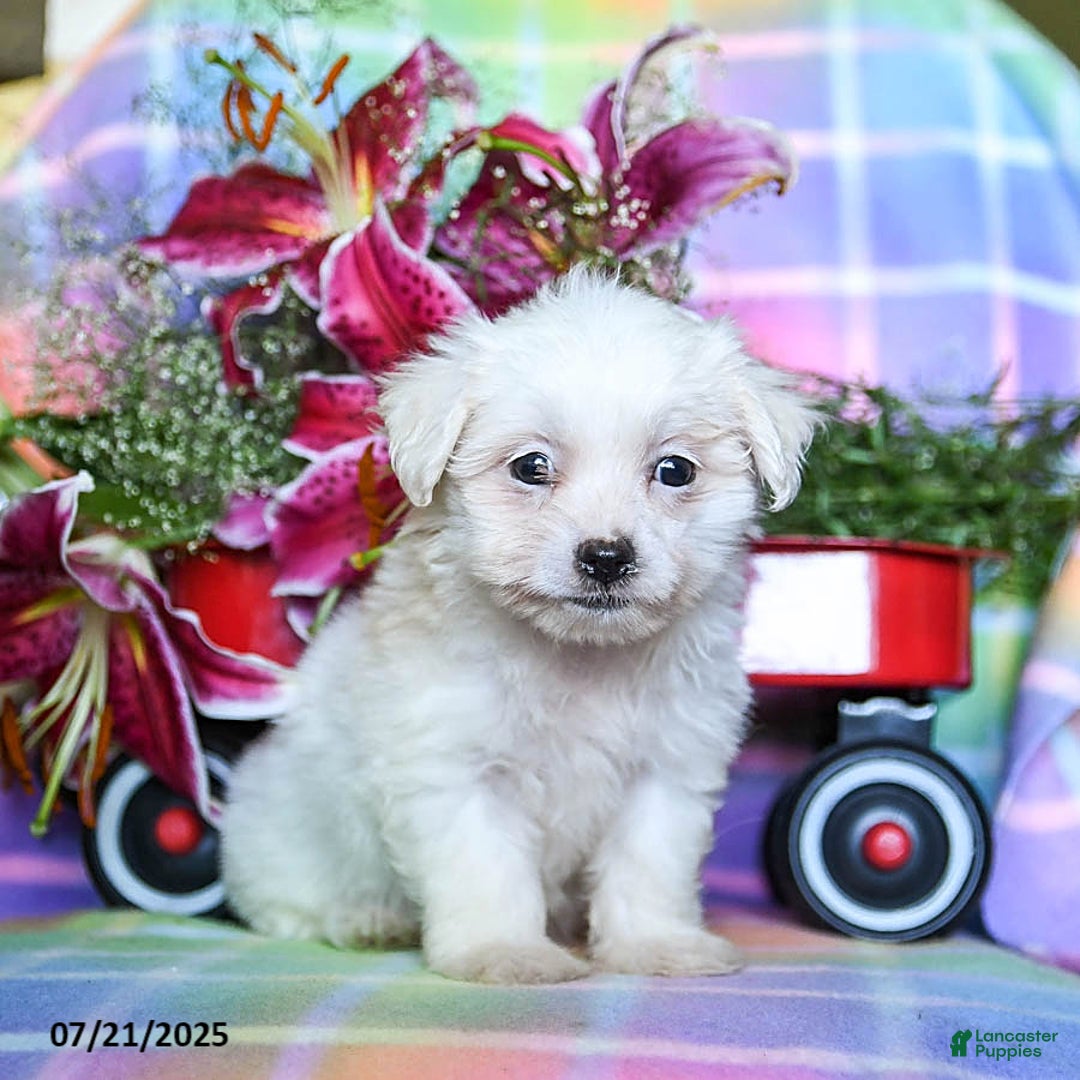 Maltese dogs for sale: Bailey - Image 2