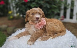 Bernedoodle dogs for sale: Gertie - Image 1