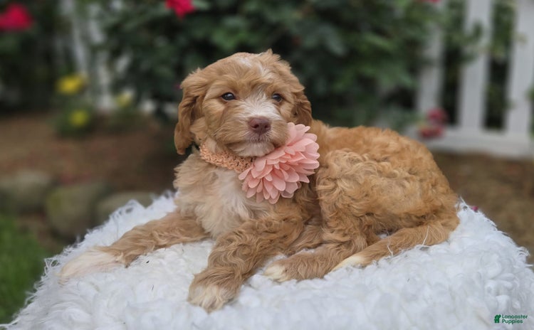 Bernedoodle dogs for sale - Ad 1