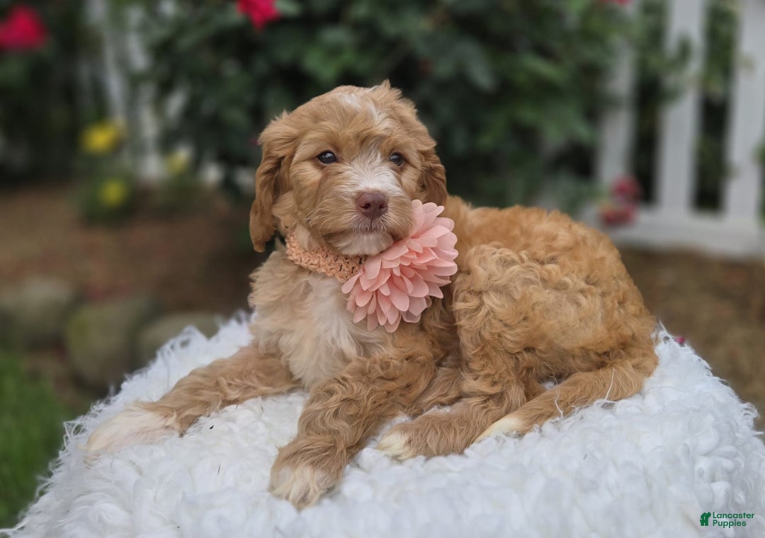 Bernedoodle dogs for sale: Gertie - Image 1