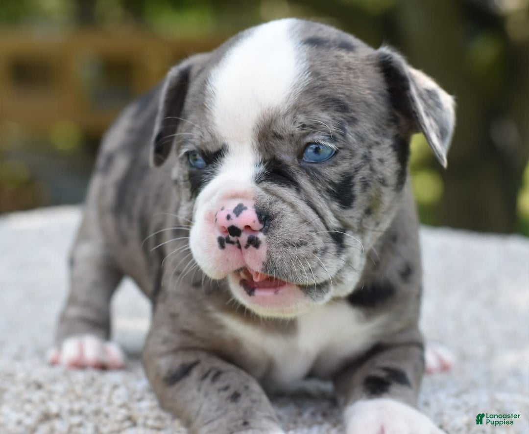 Olde English Bulldogge dogs for sale: Enzo blue eyes mini bulldogge - Image 4
