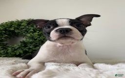 Boston Terrier dogs for sale: Diesel - Image 2