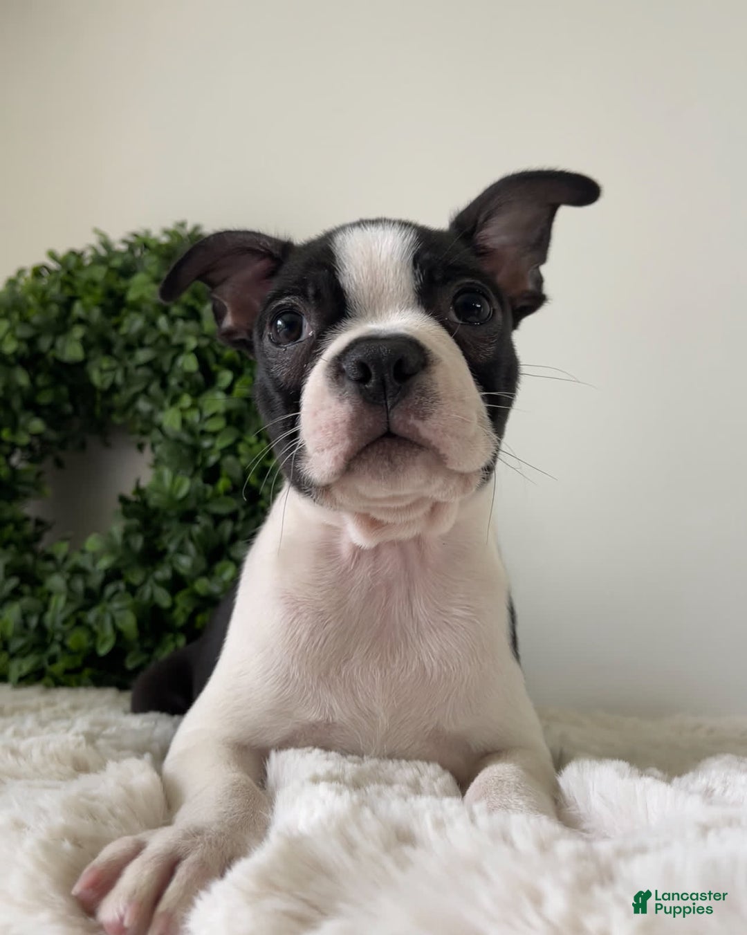 Boston Terrier dogs for sale: Diesel - Image 2
