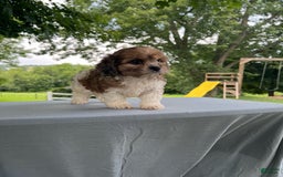 Cavapoo dogs for sale: Diego - Image 14