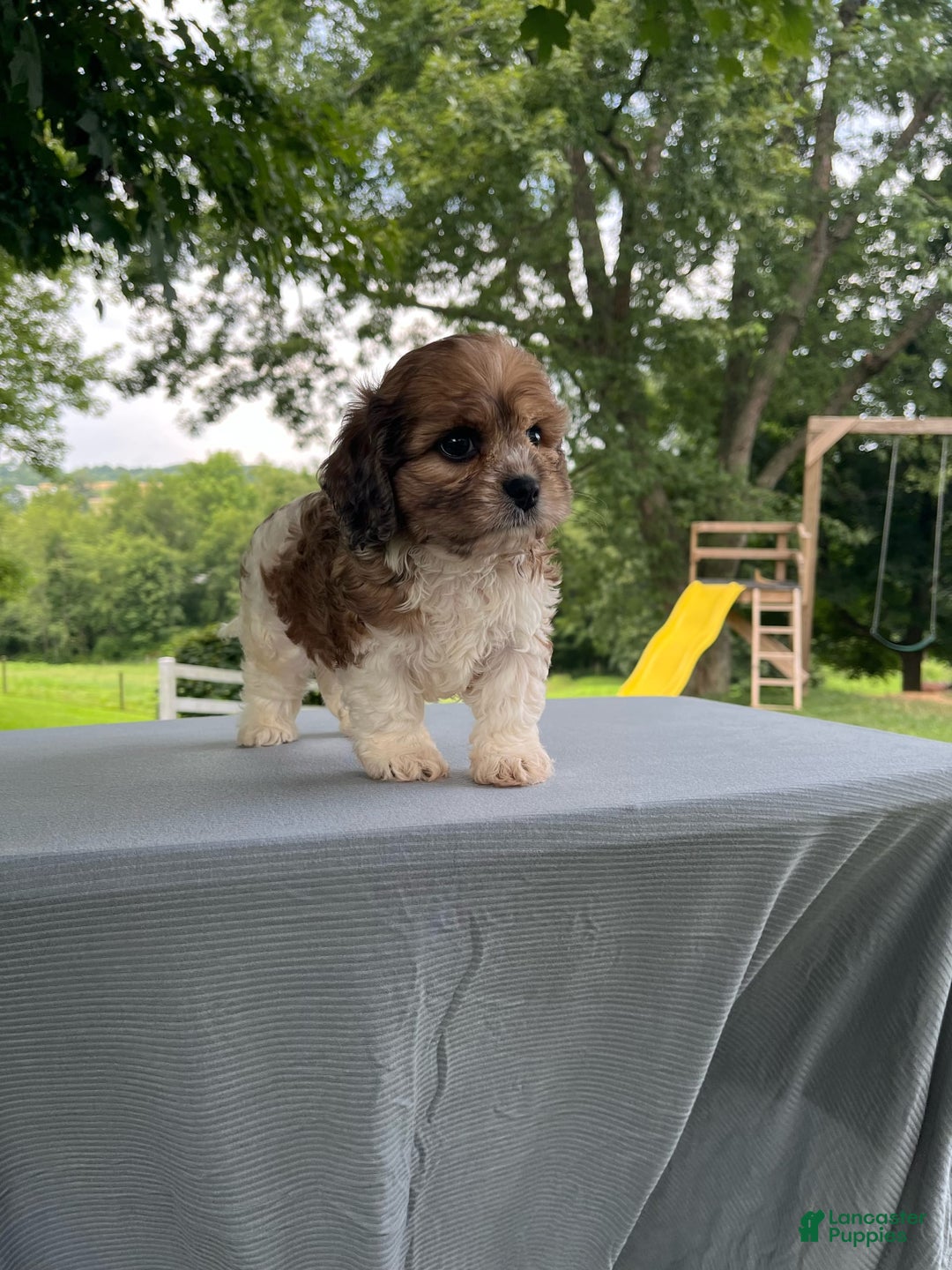 Cavapoo dogs for sale: Diego - Image 14
