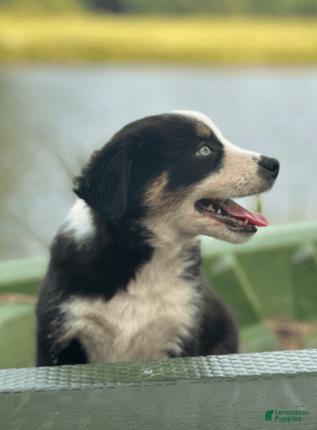Australian Shepherd dogs for sale: Ziggy - Image 2