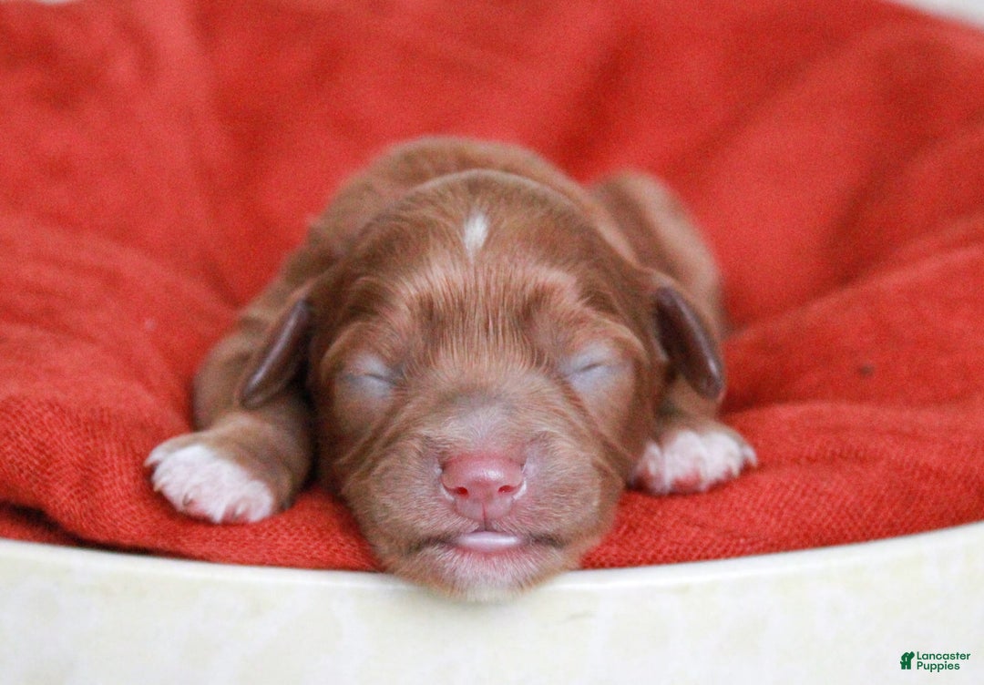 Cavapoo dogs for sale: Tumbletwig - Image 4