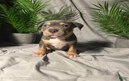American Bully dogs for sale: Boots - Image 8