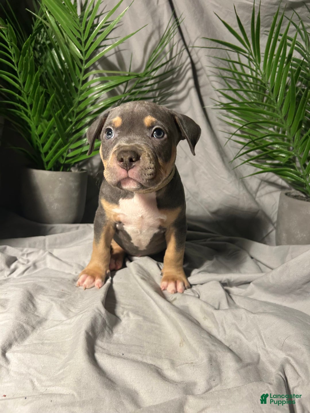 American Bully dogs for sale: Boots - Image 8