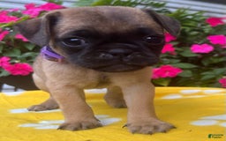 Puggle dogs for sale: Evi - Image 2