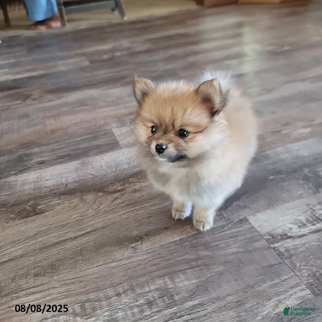 Pomeranian dogs for sale: Teddy - Image 2