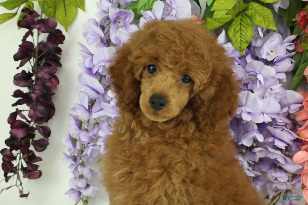 Miniature Poodle dogs for sale: Chase - Image 14