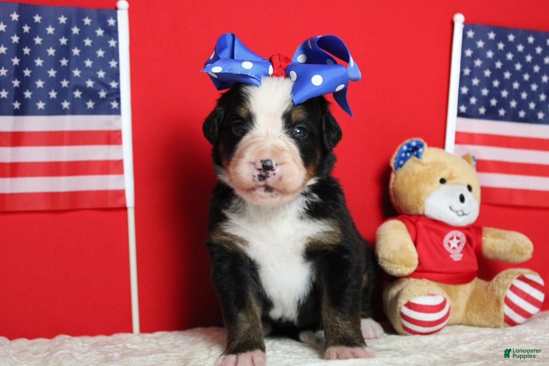 Bernese Mountain Dog dogs for sale: Pebbles - Image 53