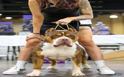 American Bully dogs for sale: Red Collar - Image 8