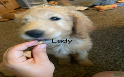 Goldendoodle dogs for sale: Lady - Image 1