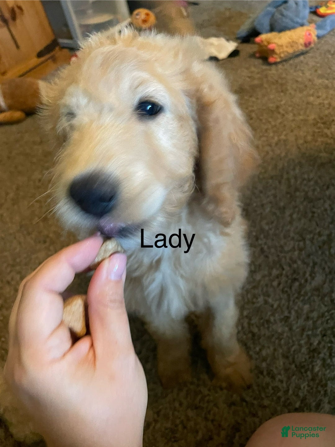 Goldendoodle dogs for sale: Lady - Image 1