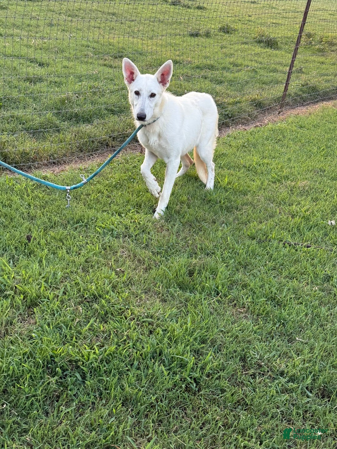 German Shepherd dogs for sale: Luna - Image 5