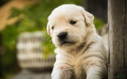 Golden Retriever dogs for sale: Tawny - Image 13