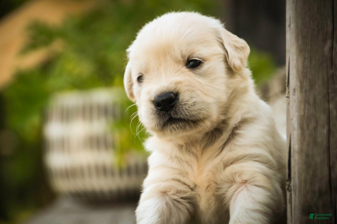 Golden Retriever dogs for sale: Tawny - Image 13