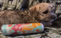 Morkie dogs for sale: Liam - Image 4