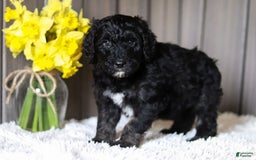 Sheepadoodle dogs for sale: Howdy - Image 2