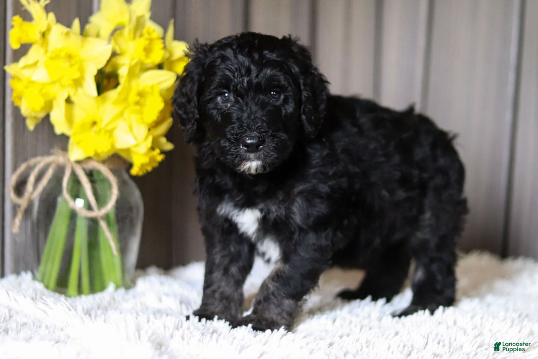 Sheepadoodle dogs for sale: Howdy - Image 2