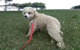 Shihpoo dogs for sale: Elsa - Image 9